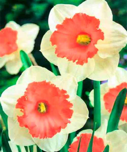 Нарцисс Professor Einstein