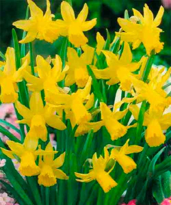 Нарцисс Tete a Tete