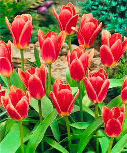 Тюльпан Fashion, 2 шт