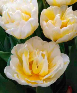 Тюльпан Flaming Evita, 2 шт