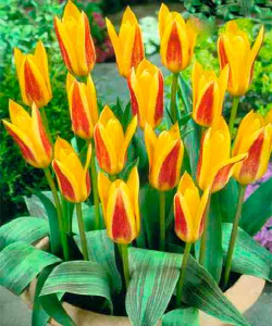 Тюльпан Guiseppe Verdi, 2 шт