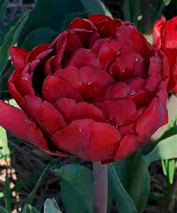 Тюльпан Salcido, 2 шт