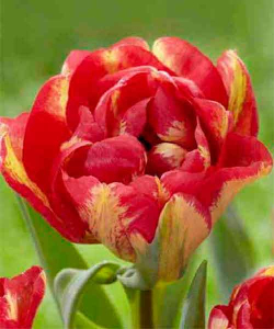 Тюльпан Sundownen, 2 шт