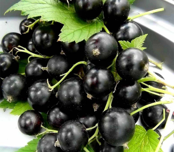 Смородина чорна Гоферт