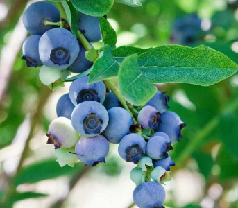 Голубика (черника садовая) Беркли, 1 год