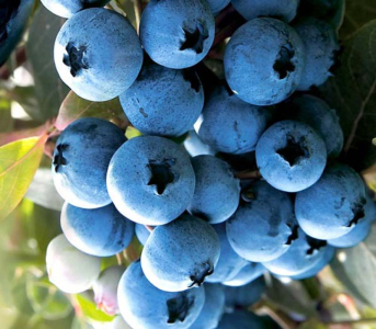 Голубика (черника садовая) Дюк