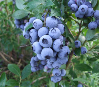 Голубика (черника садовая) Чандлер