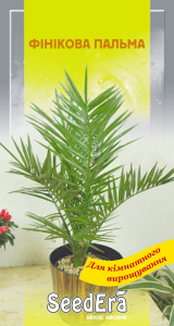 Фінікова пальма, 2 шт. Seedera