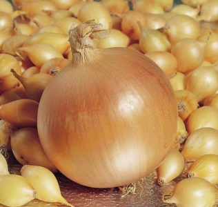 Цибуля - сіянка (саджанка) Геркулес 0,5 кг