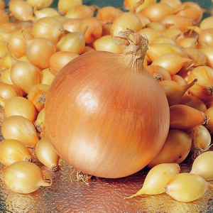 Цибуля - сіянка (саджанка) Штур 0,5 кг