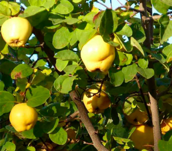 Айва грушоподібна Кубанська