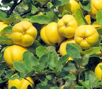 Айва яблуковидна Відмінниця