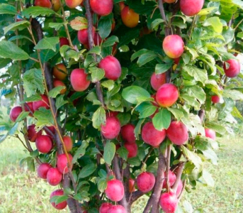 Алича колоновидна Мірабела