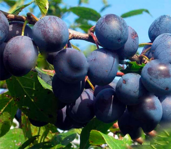 Алича колоновидна Синя