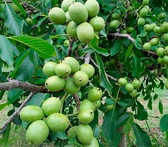 Волоський горіх Іван Багряний (сіянець)