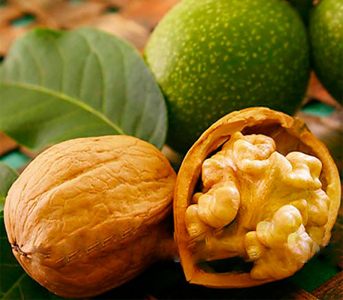 Волоський горіх Ідеал (сіянець)