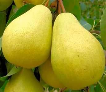 Груша колоновидна Медова