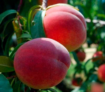 Нектарин колоновидний Соковитий