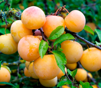 Слива колоновидна Біла