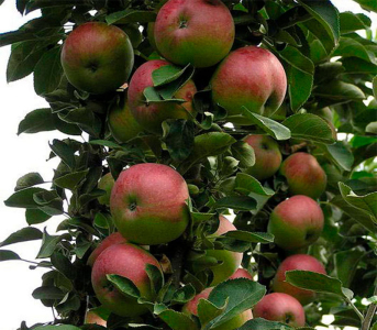 Яблуня колоновидна Арбат