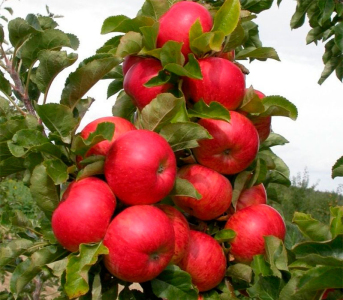 Яблуня колоновидна Баргузин