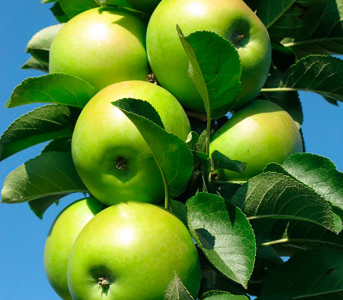 Яблуня колоновидна Болеро