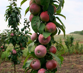 Яблуня колоновидна Валюта