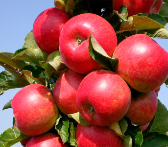 Яблоня колоновидная Останкино