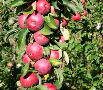 Яблуня колоновидна Скорпіон