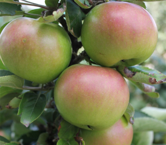 Яблуня колоновидна Трайдент