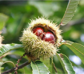 Каштан cъедобный (сеянец)