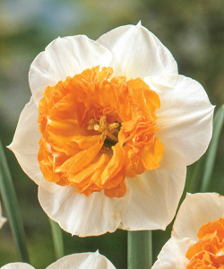 Нарцис Чардаш (Czardas)