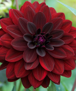 Жоржина Arabian Night