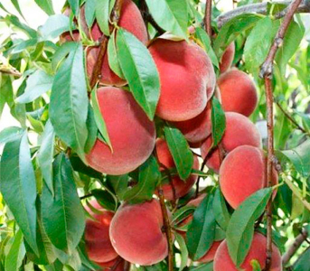 Персик колоновидний Золотий тріумф