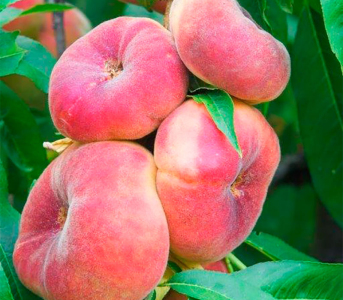 Персик колоновидний Інжирний