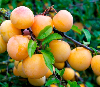 Слива Джеферсон