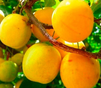 Слива Золота крапля