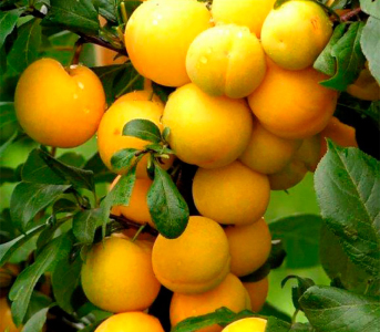 Слива колоновидна Мірабель