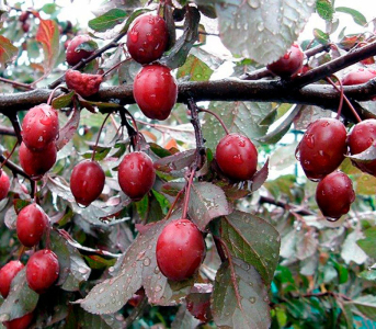 Слива Пісарді