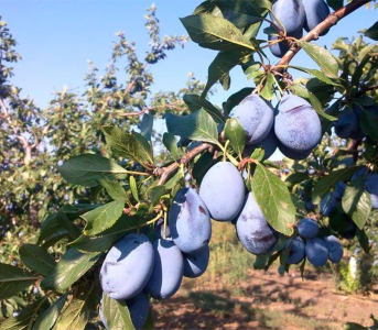 Слива Стенлей