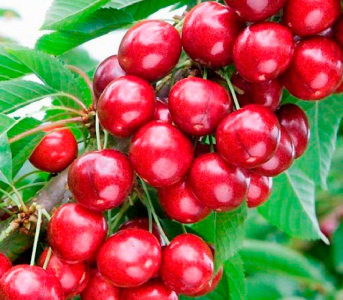 Черешня колоновидна Хелена