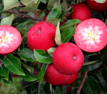 Яблуня Ред Пешн