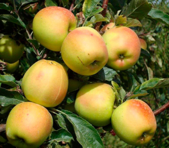 Яблоня Скифское золото