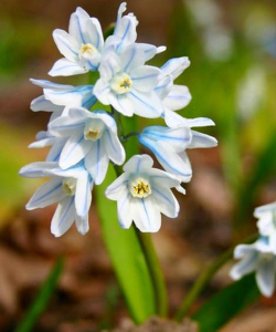 Пушкінія Blue, 5 шт