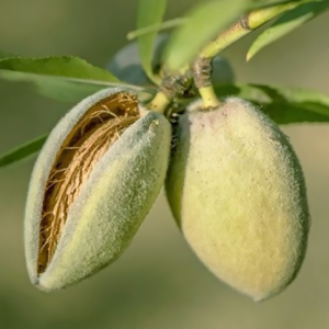 Мигдаль Вікторія (сіянець)