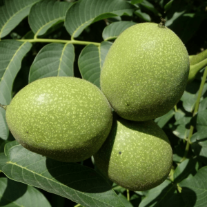 Грецкий орех Казаку (сеянец)