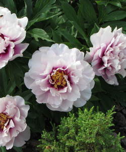 Півонія Cora Louise