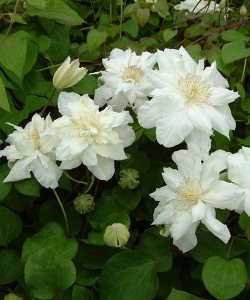 Клематис Sylvia Denny