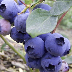 Голубика (черника садовая) Блю Кроп, 2 года