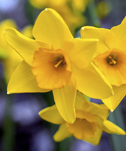 Нарцисс Гарден Опера (Garden Opera)